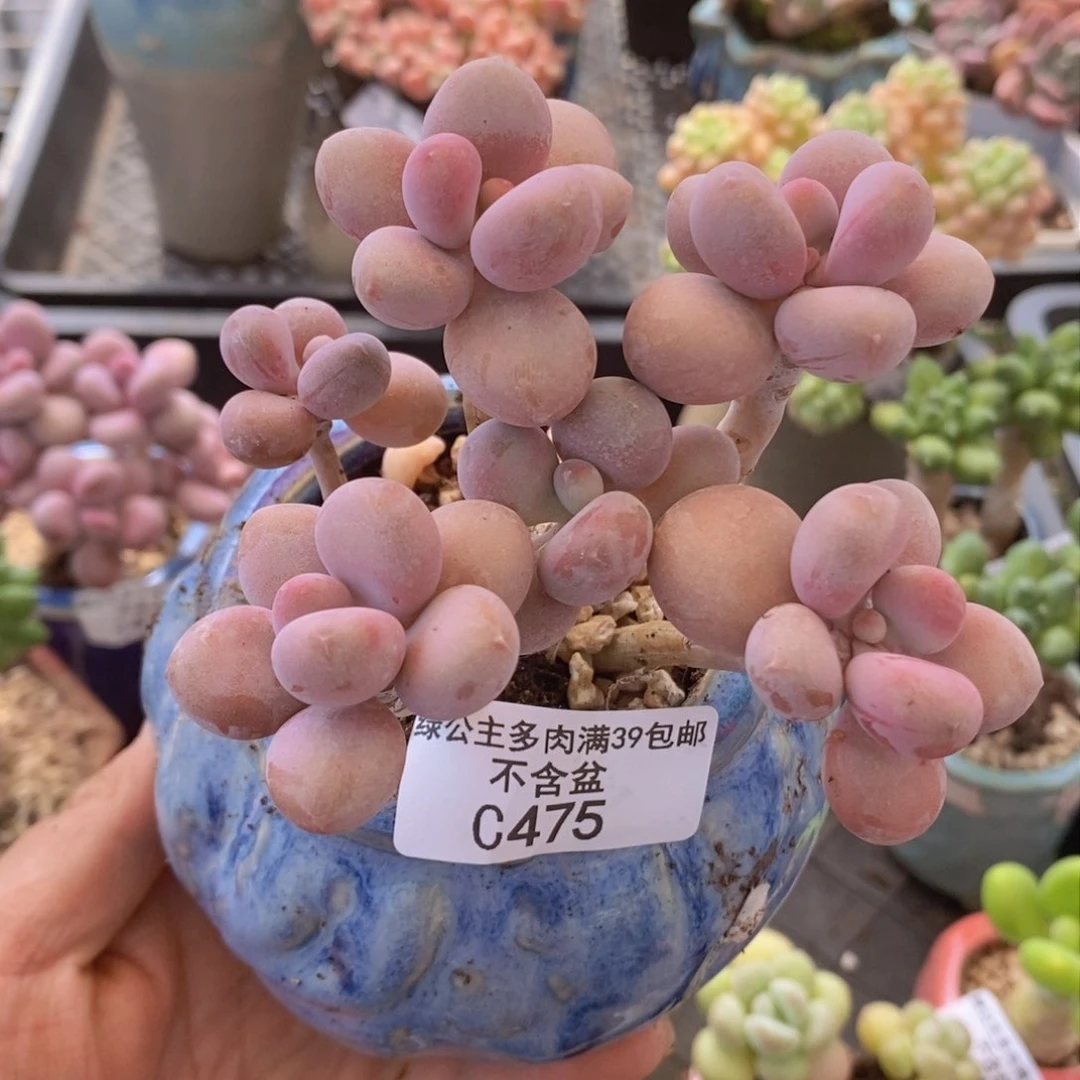 桃蛋8cm475多肉植物保护