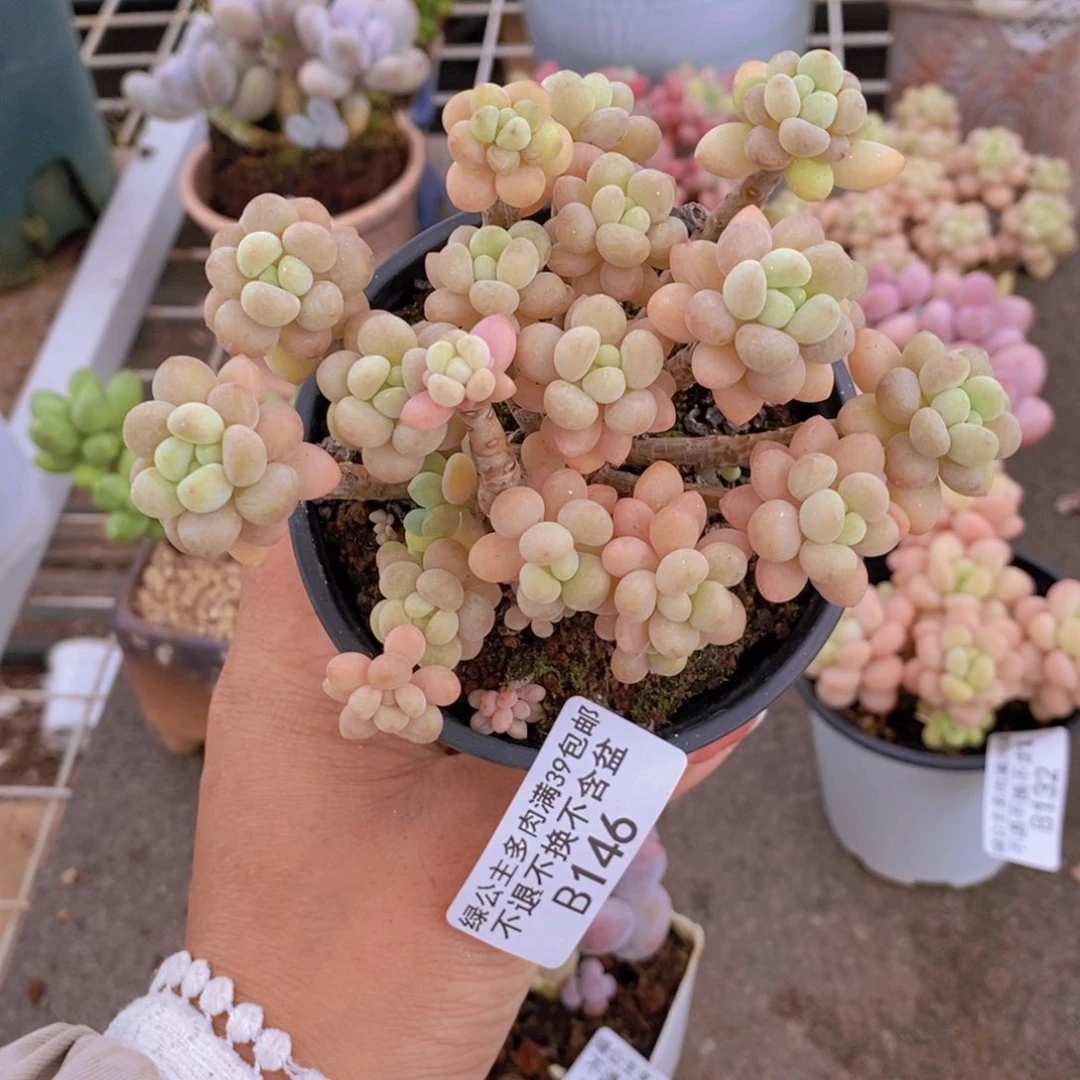 鱼子酱146/9cm多肉