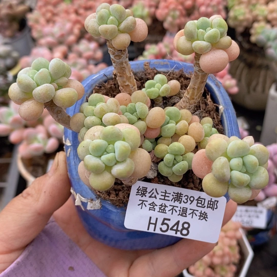 圆叶鱼子酱548多肉植物保护