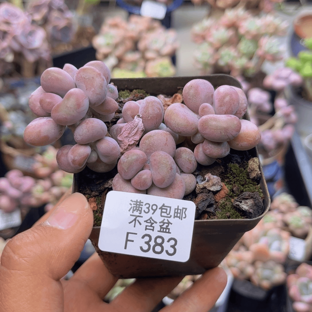 383腰子桃蛋多肉6cm