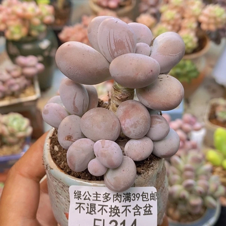 314橙奶多肉肉6cm