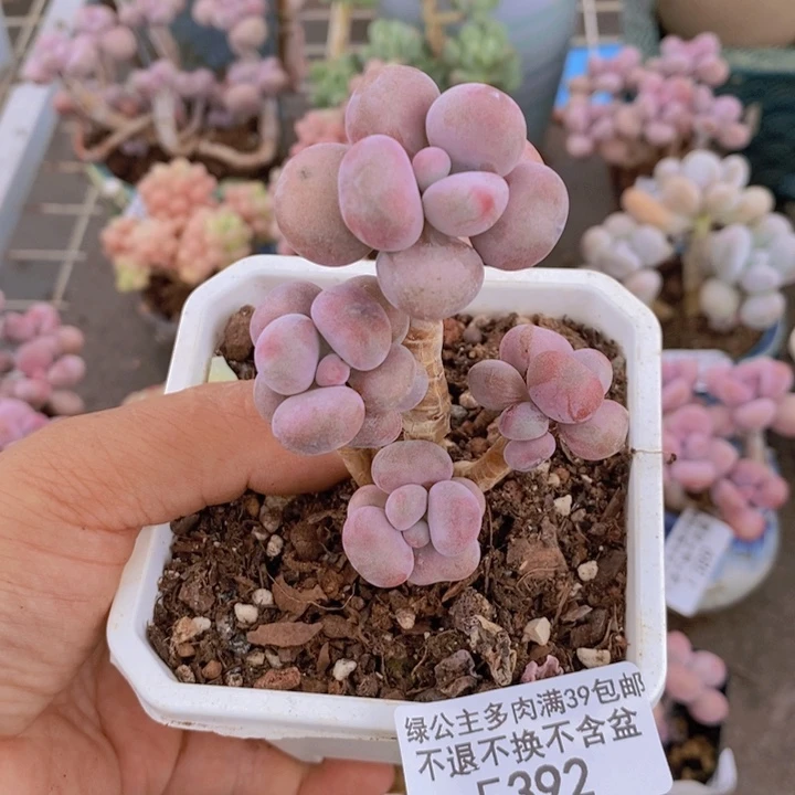 腰子桃蛋392/5c m