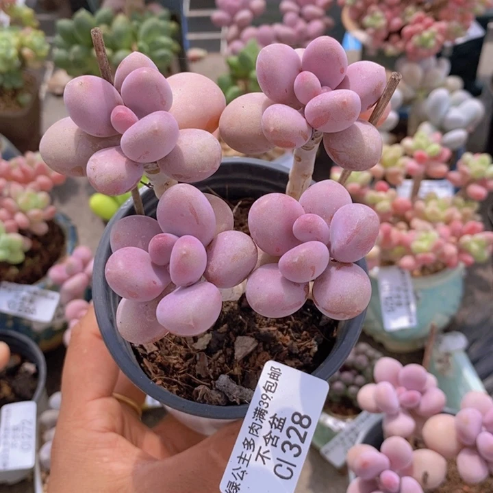 糖果桃蛋328/7c m