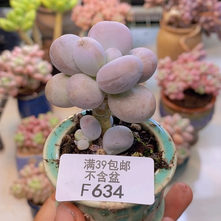 634芭比奶多肉3cm