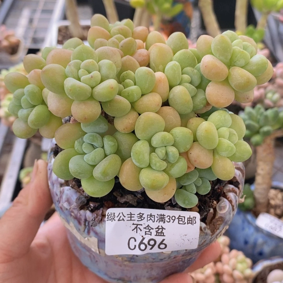 香水洛神群10cm696多肉植物