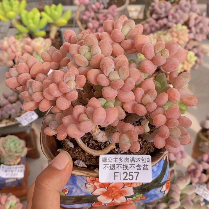 257鱼子酱多肉11cm