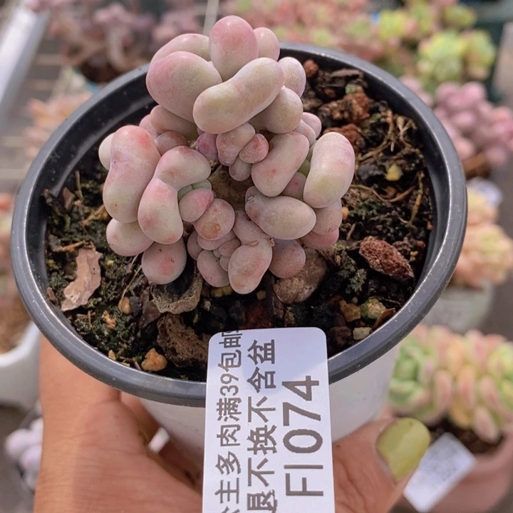 一***?腰子桃蛋1074/4c m