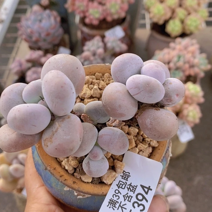 芭比奶酪394/7c m