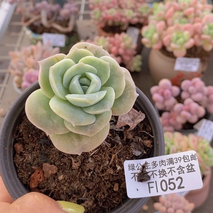 可爱玫瑰1052/4c m