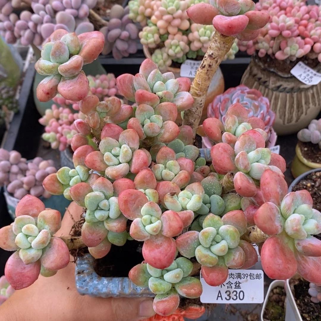 樱花洛神老桩15cm330多肉植物