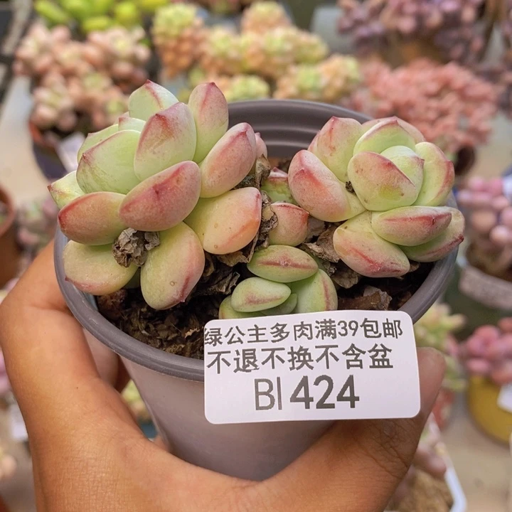 424丸叶香草多肉7cm