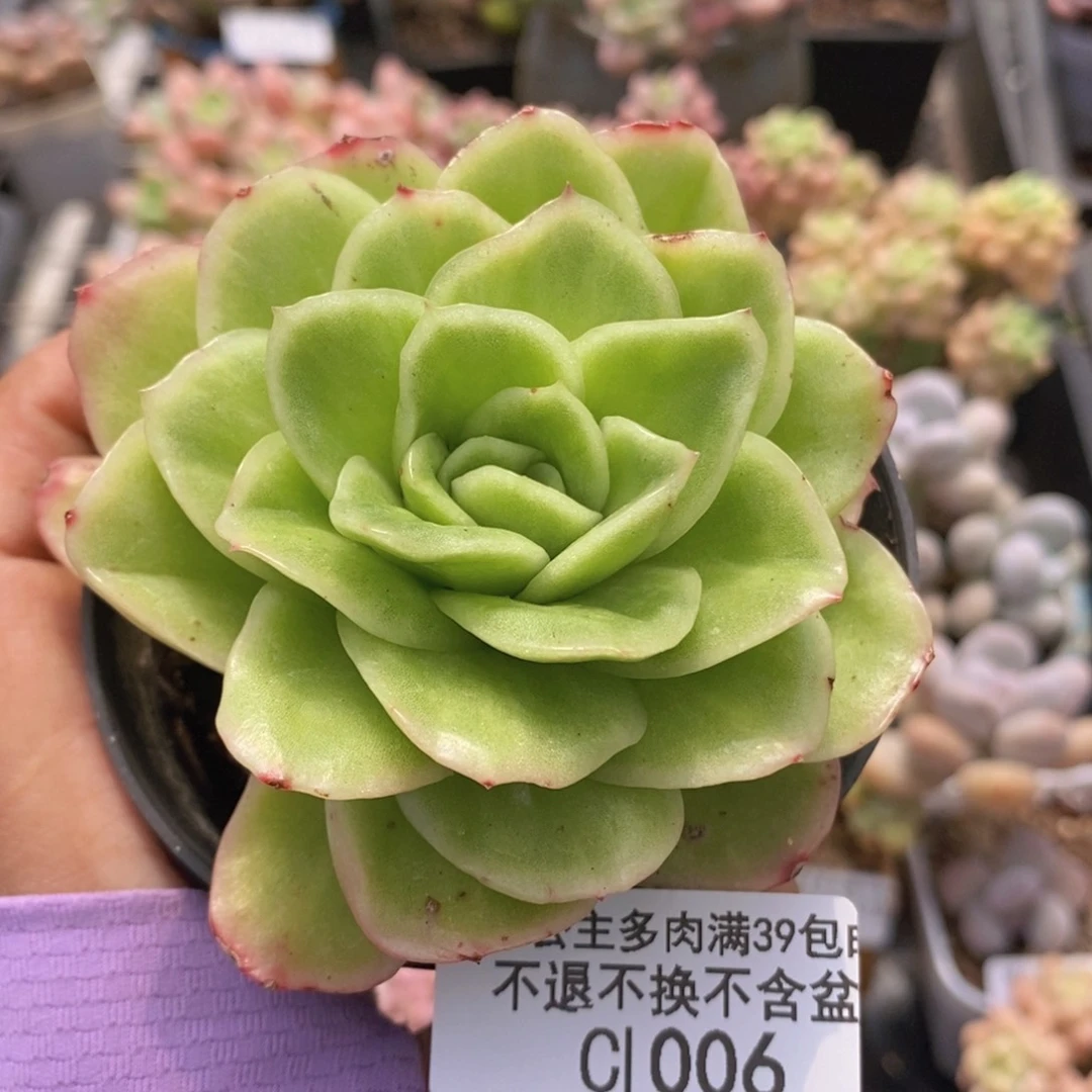 冰玫瑰锦7cm1006多肉植物