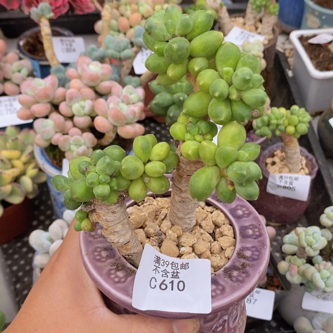 香蕉树老桩有伤会掉叶610多肉植物