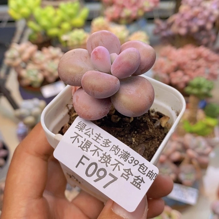 097腰子桃蛋多肉2cm