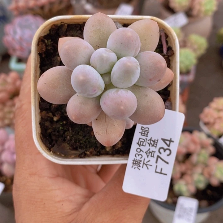 手指奶734/5cm多肉