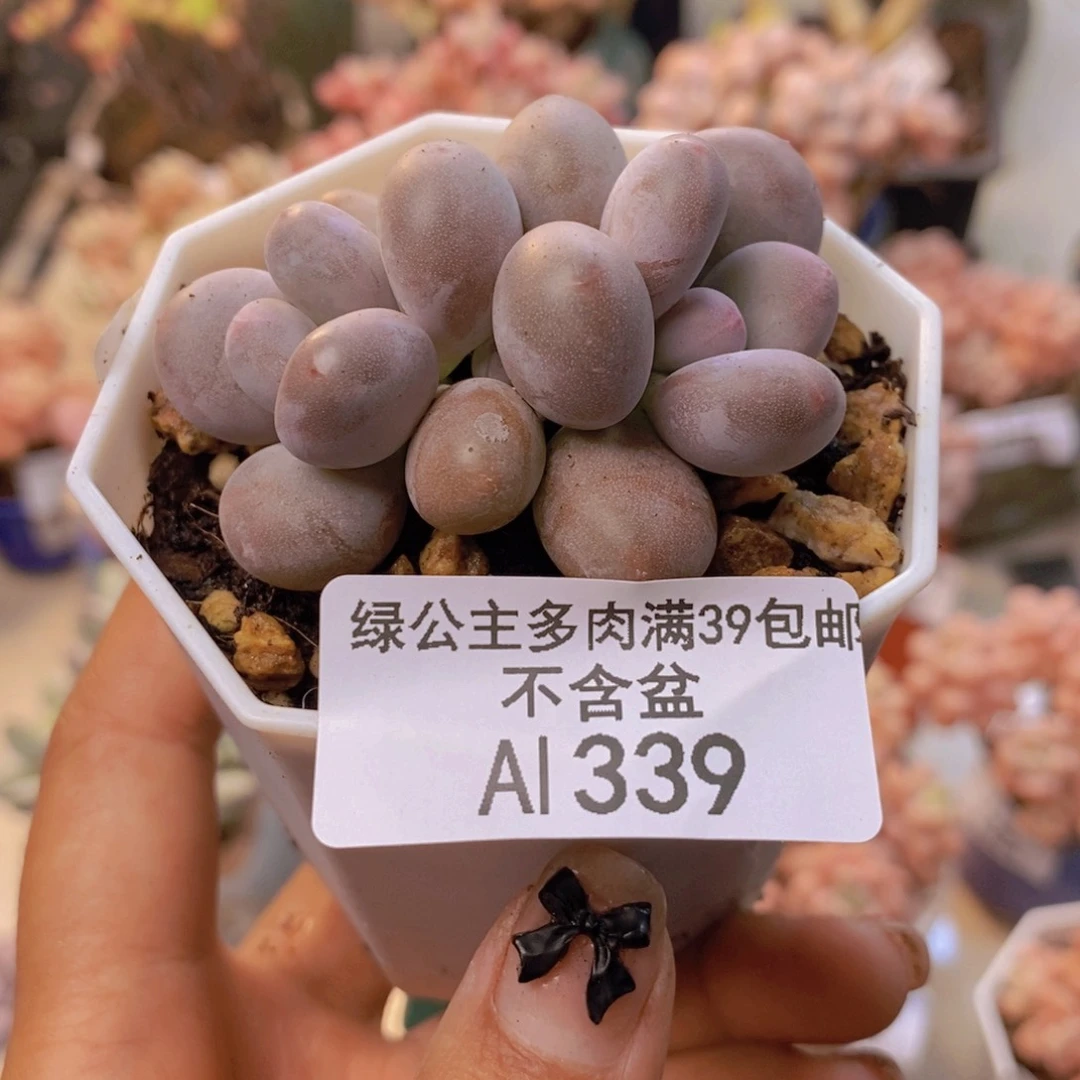 339糖豆奶多肉4c m