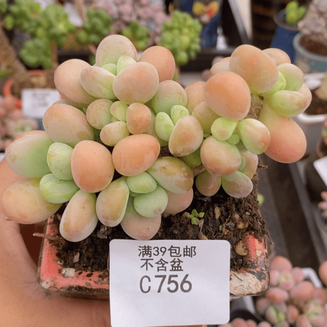 香水洛神老桩9cm756多肉