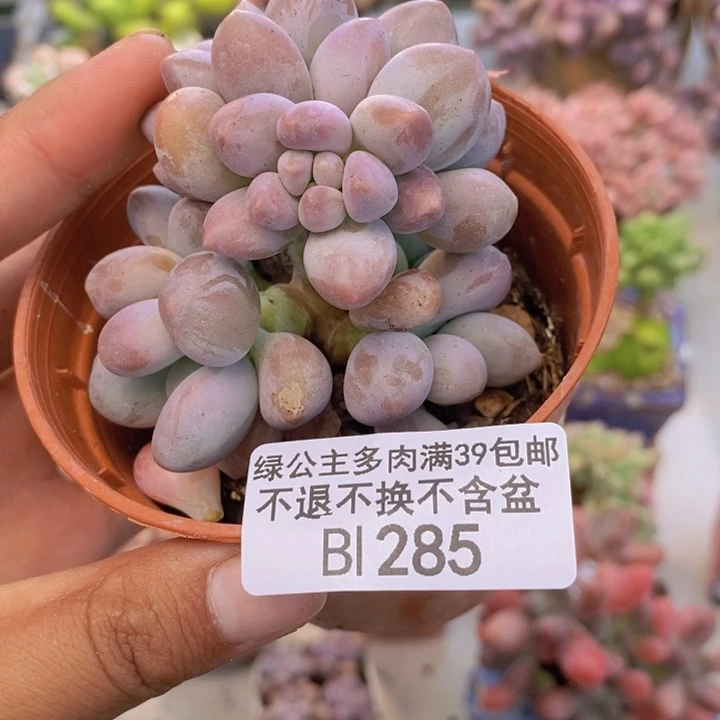 285丸叶汤圆多肉7cm