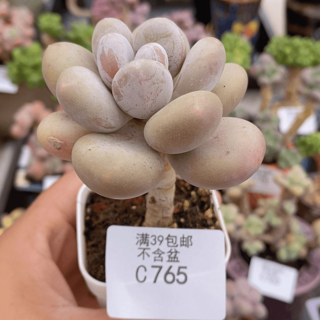 蛋黄奶单头765多肉植物