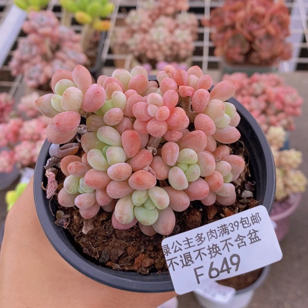 649鱼子酱多肉5cm