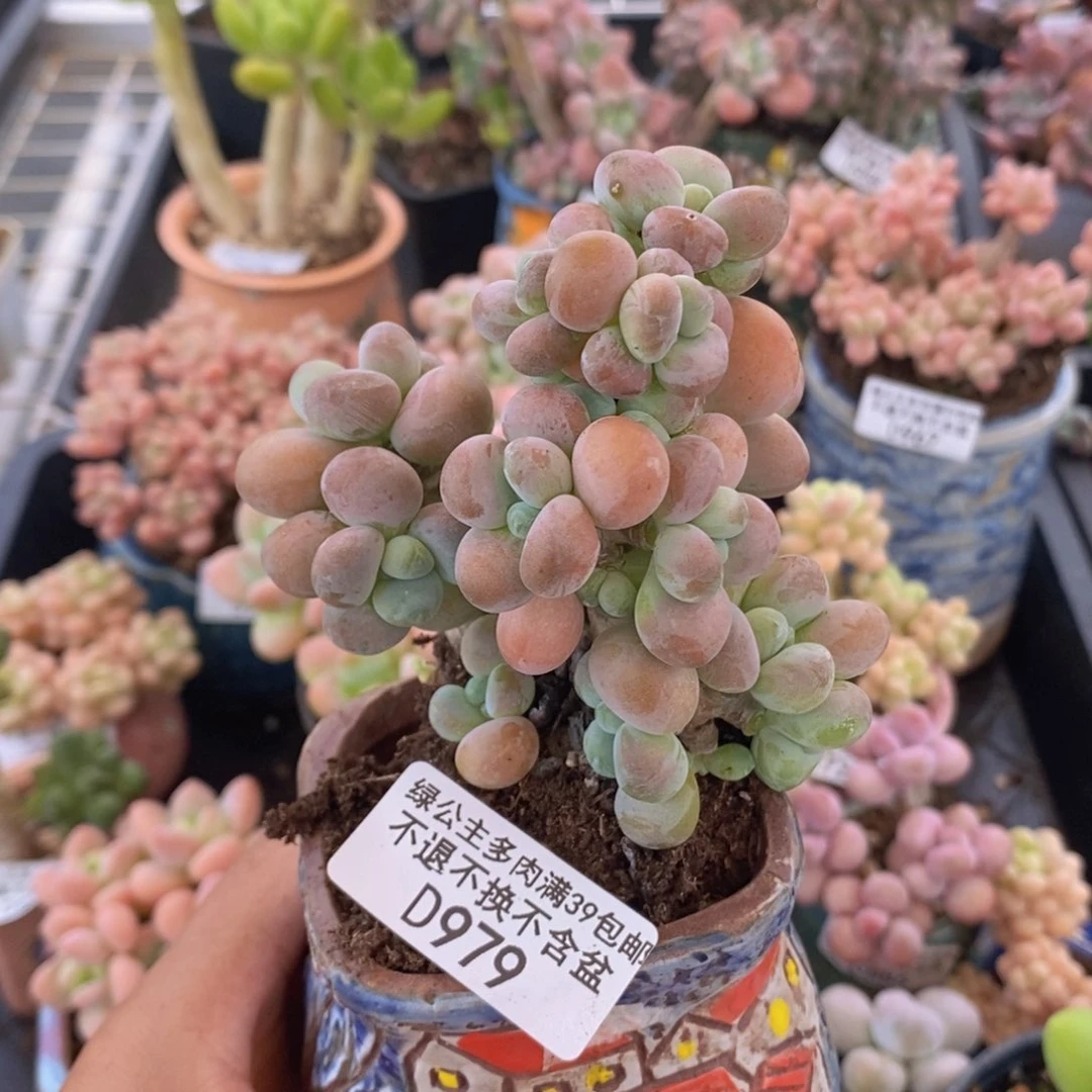 香水洛神老桩979多肉植物