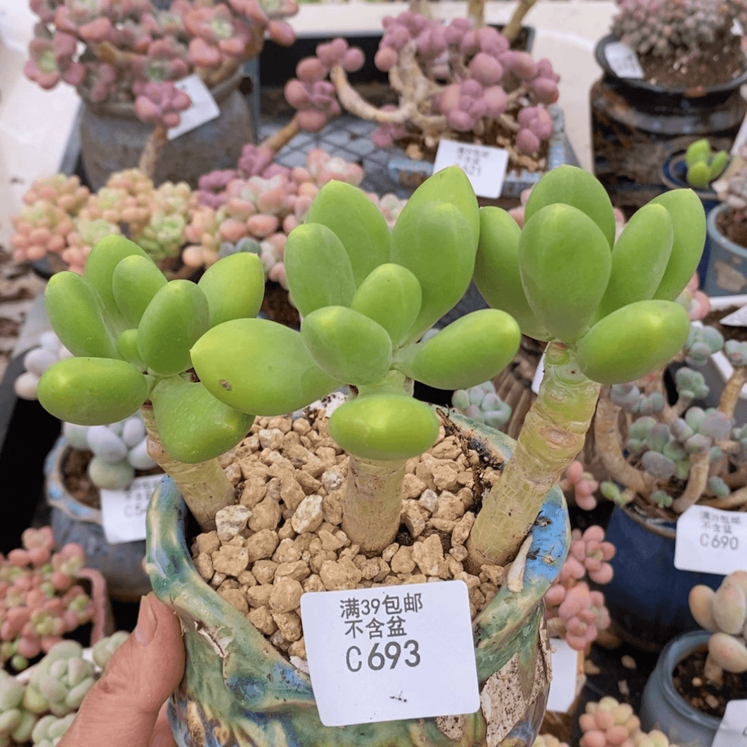 金蟾老桩693多肉植物