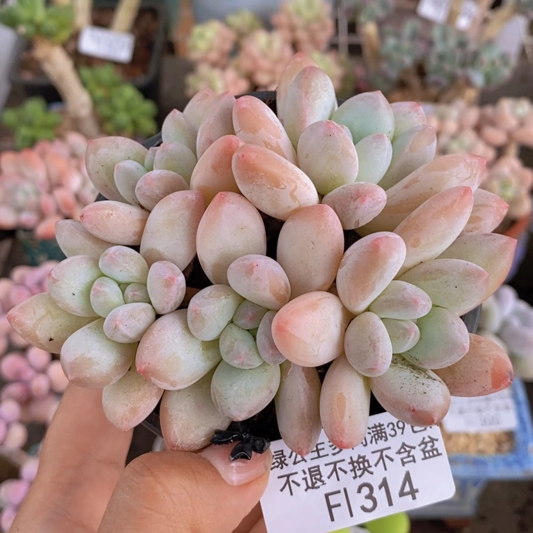 314丸叶香水洛神多肉8c m