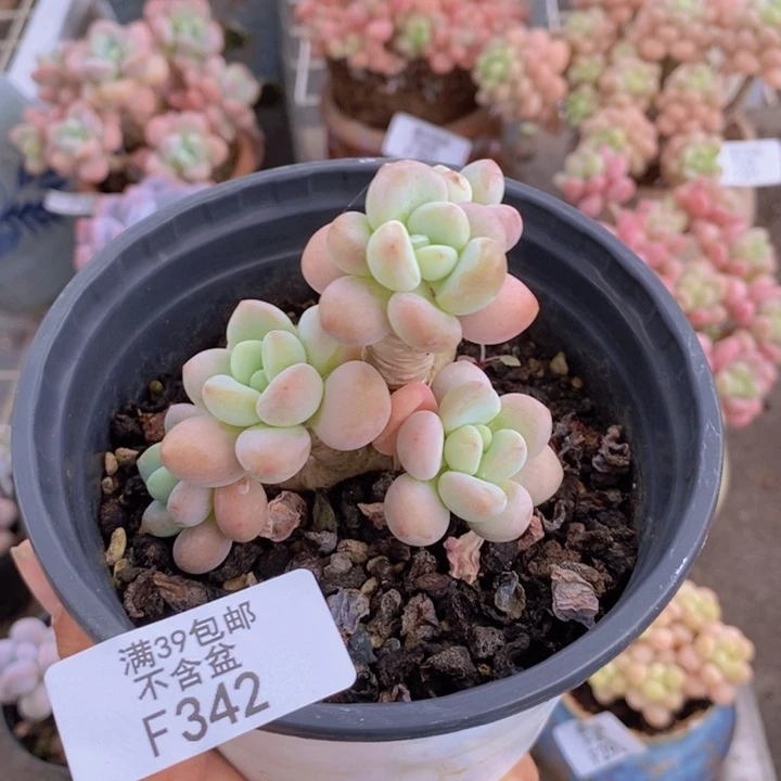 花朵洛神342/6c m