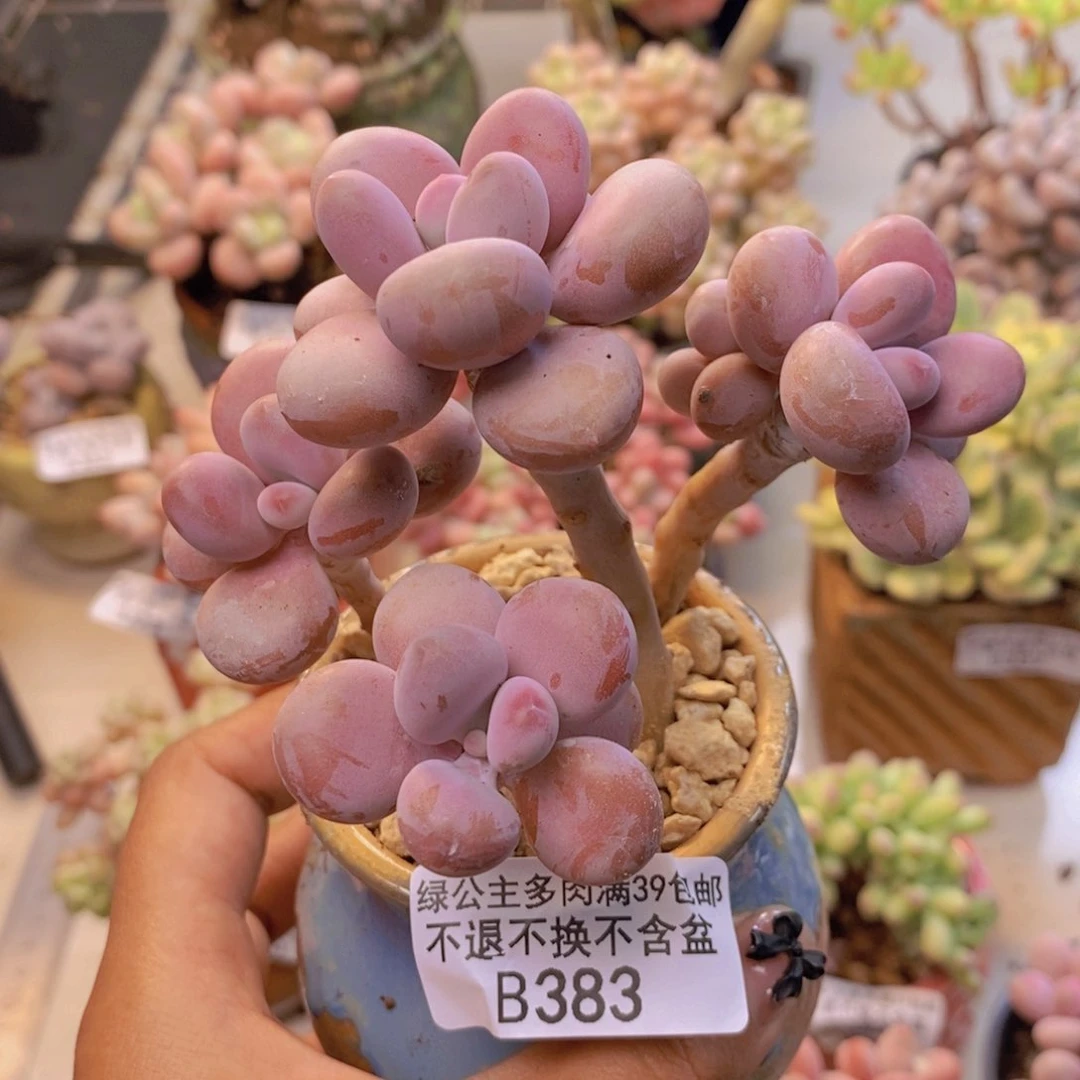 383糖果桃蛋多肉7cm