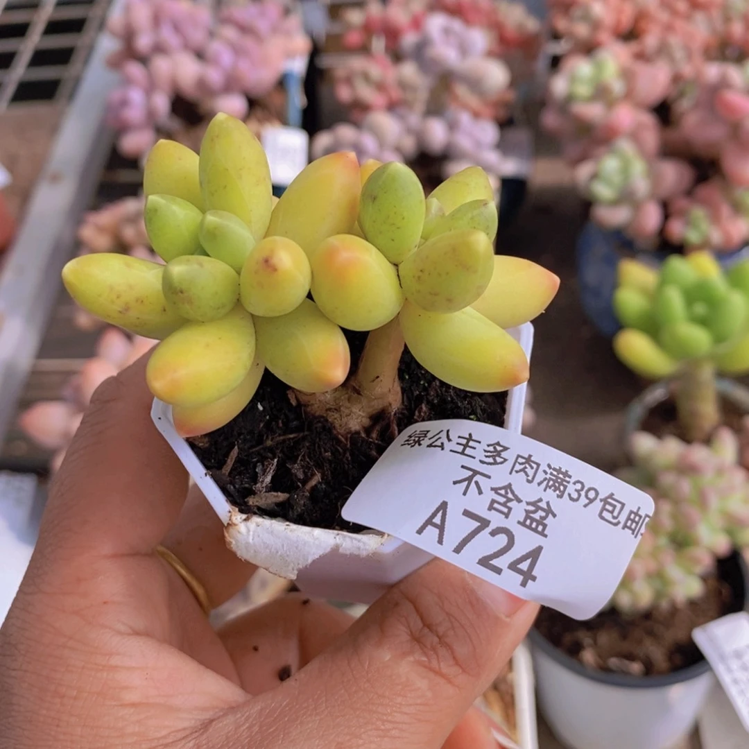 千代田724/6cm多肉