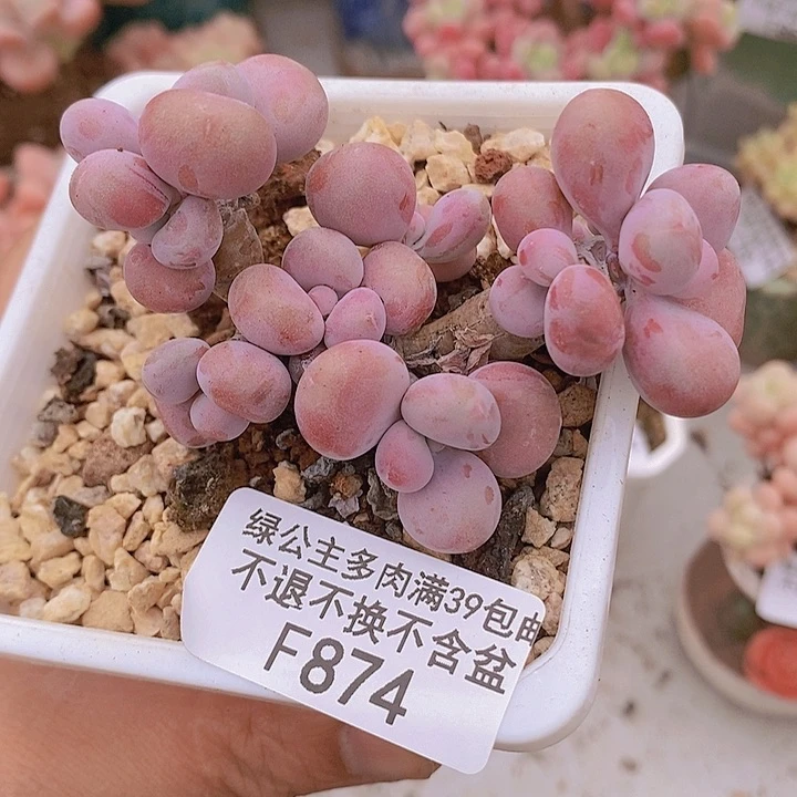 腰子桃蛋7cm874多肉植物