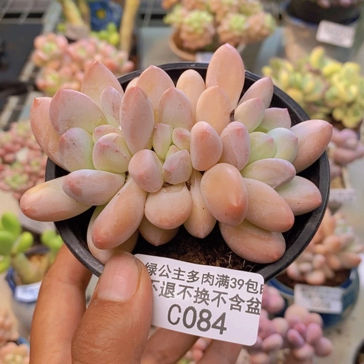 084丸叶香水多肉8cm
