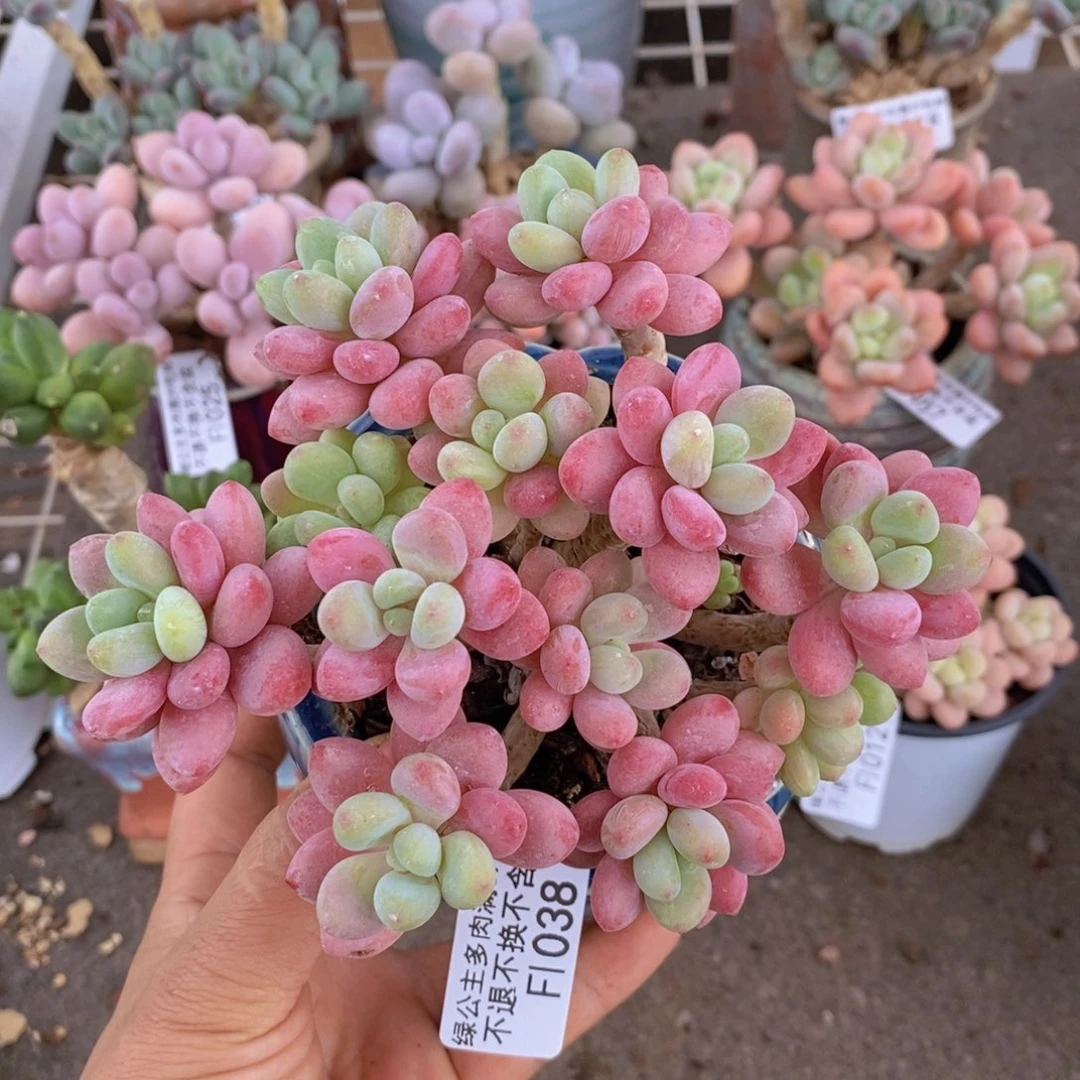 鱼子酱038/10cm多肉