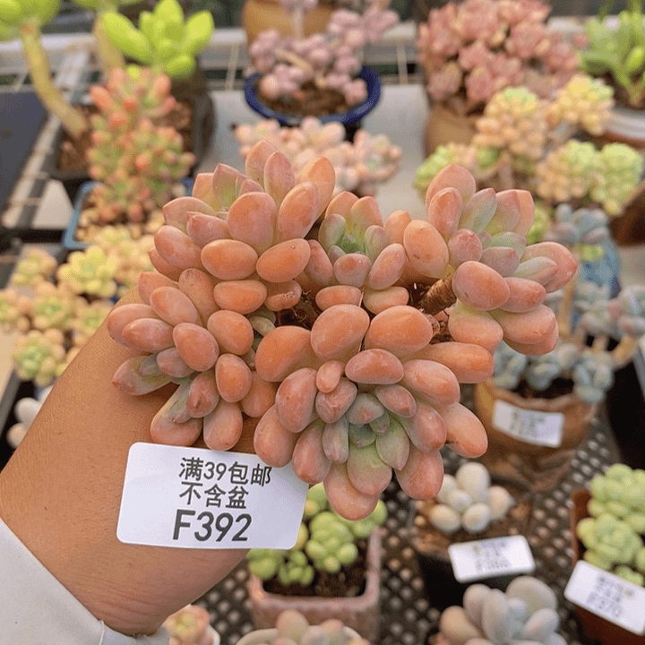 392达芙妮多肉7cm