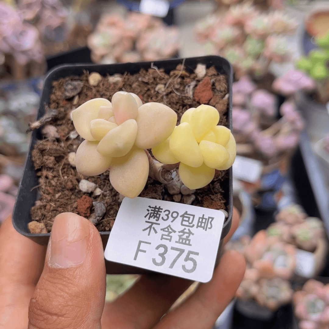 375美杏锦多肉有砍