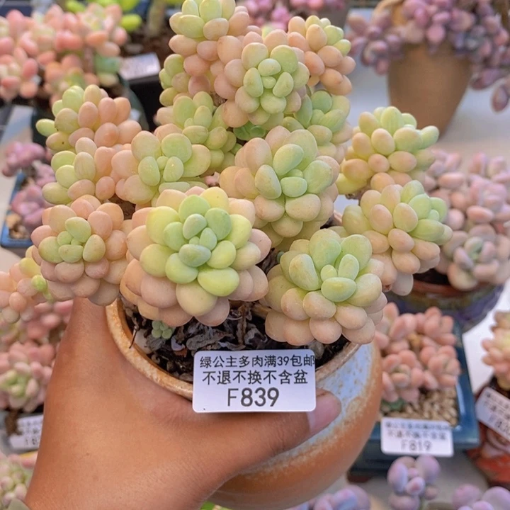 839洛可可多肉10cm