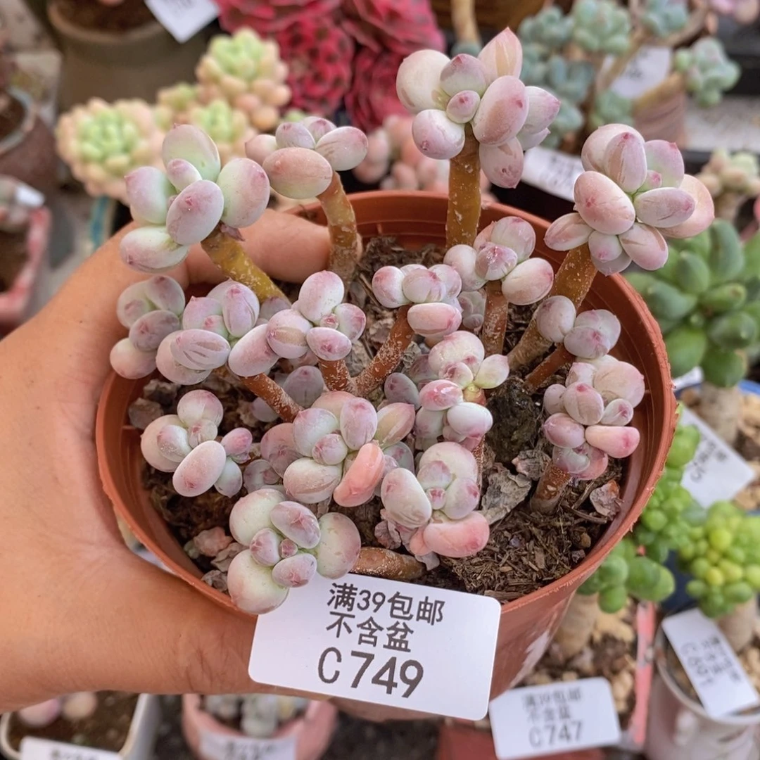 四代苹果奶散拼10cm749多肉植物