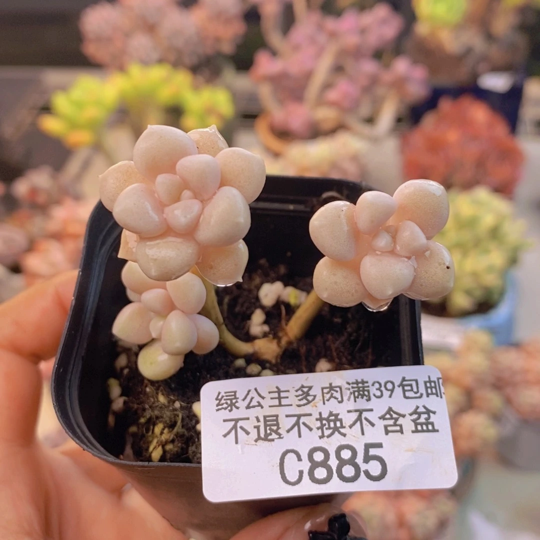 885艾伦多肉有断枝