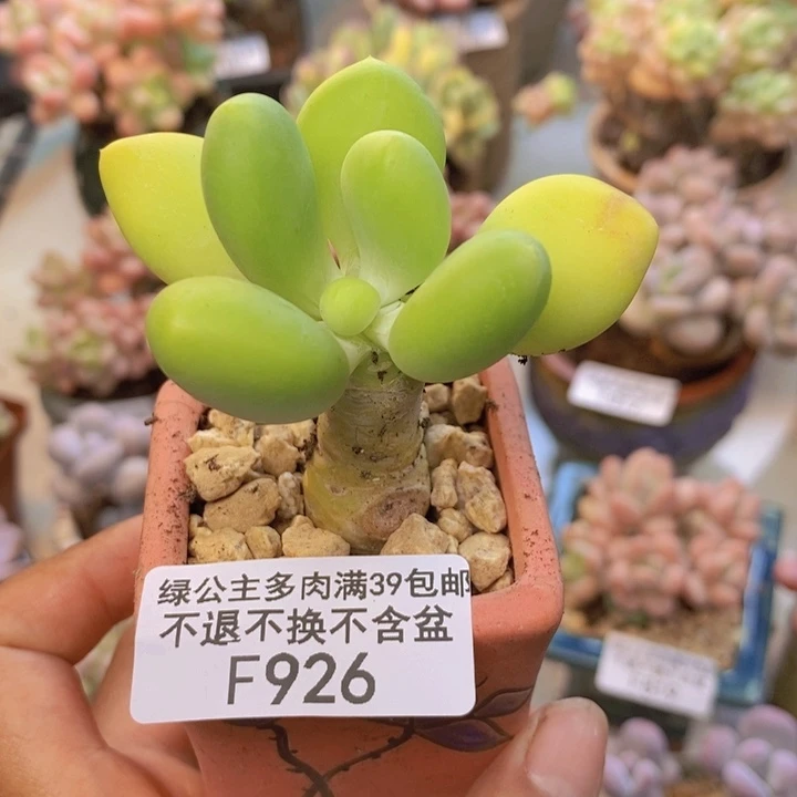 926金蟾多肉肉5cm