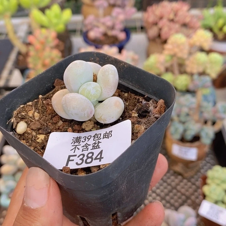 384橙奶多肉肉2cm