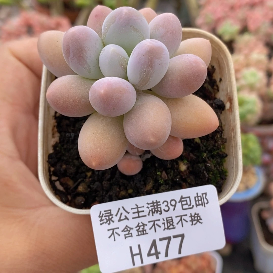 手指奶5cm477多肉植物