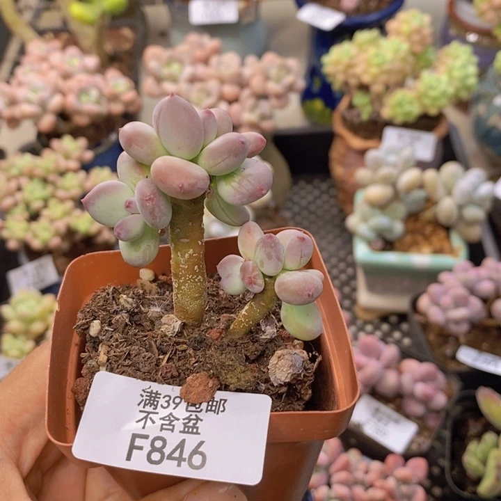 846苹果奶四代多肉5cm