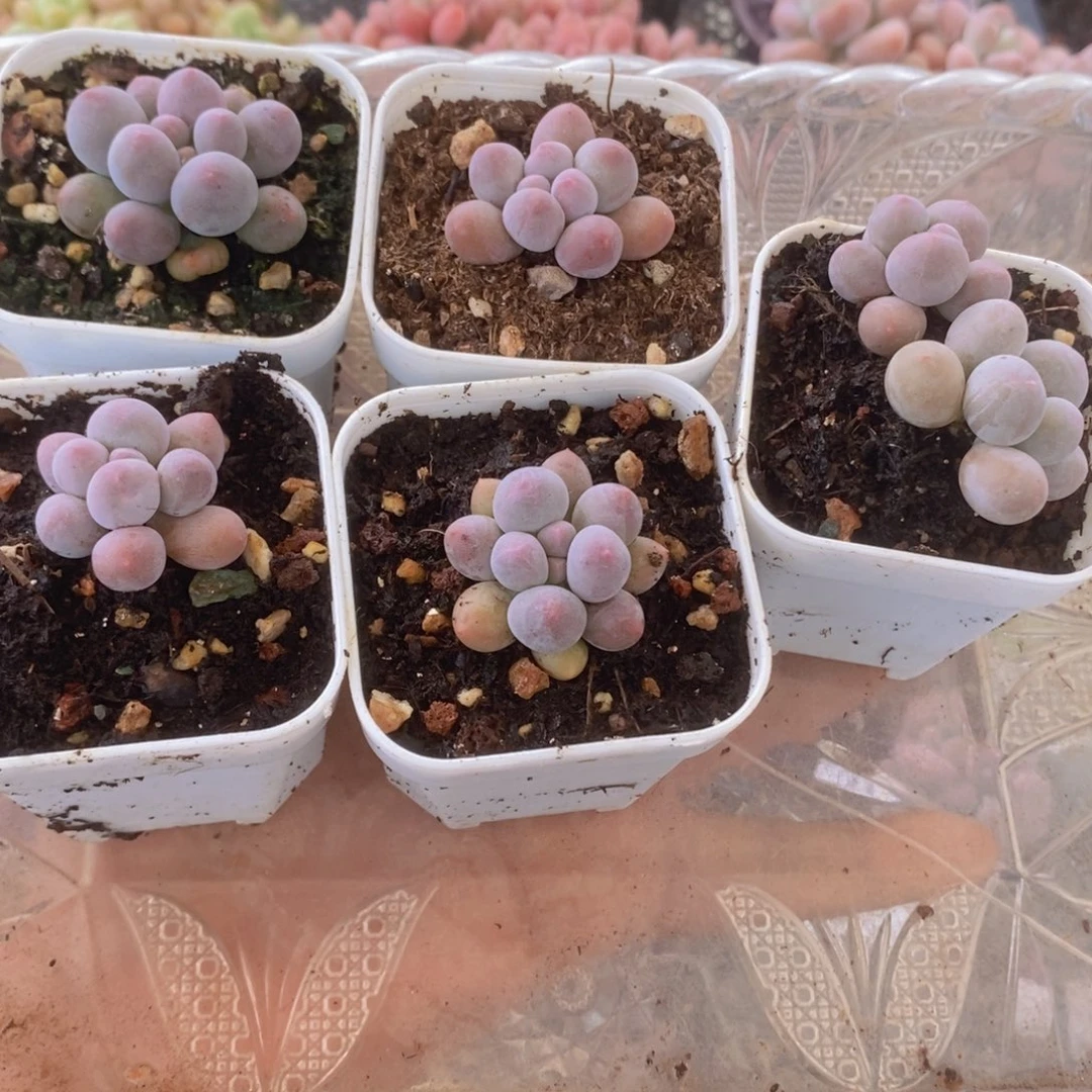 粉红泡泡6棵多肉植物