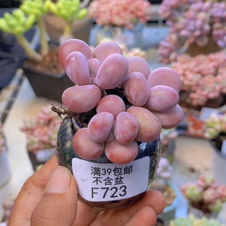 723腰子桃蛋多肉4cm