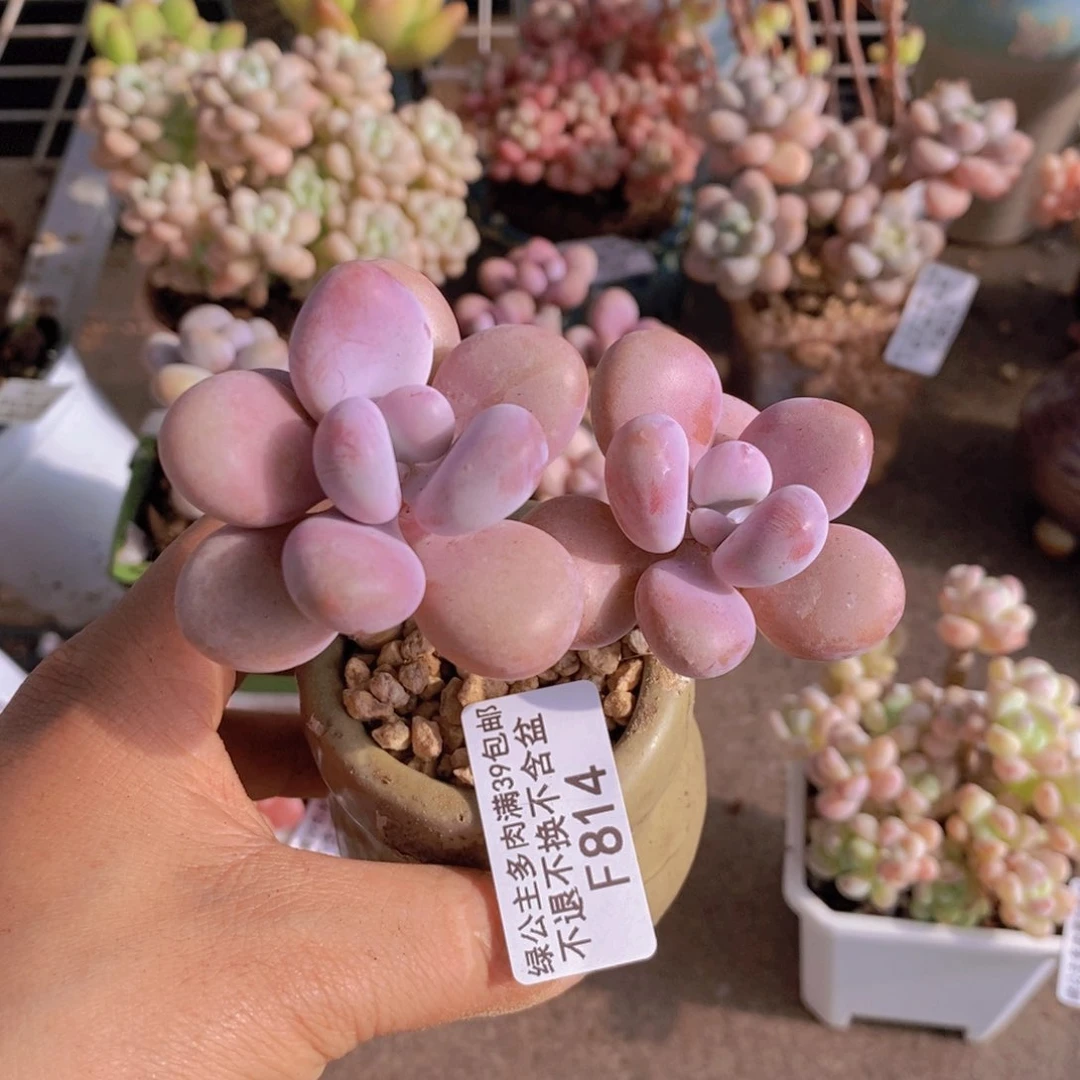 糖果桃蛋814/7c m