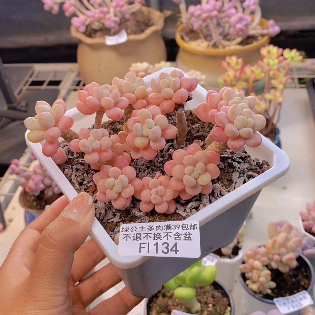 134鱼子酱多肉有砍