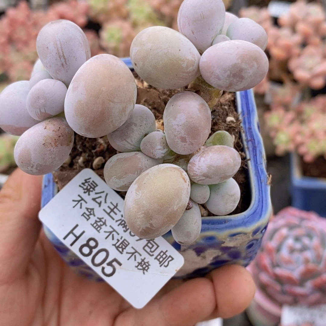 芭比奶洛6cm805多肉植物