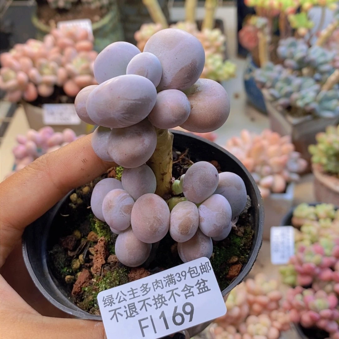 169芭比奶多肉7c ma