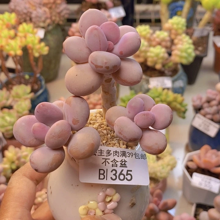 365糖果桃蛋多肉7cm