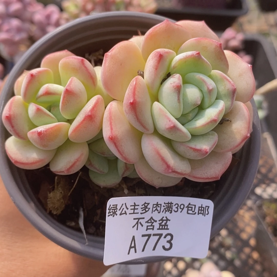 香草8cm773多肉植物